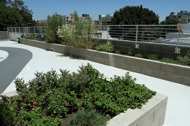 The terrace where the gardening club grows vegetables also features a running track.